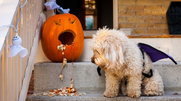 A miniature goldendoodle puppy dressed in a Halloween costume looks at the mess created by a pumpkin that is "throwing up." The dog's costume consists of bat wings and there are halloween decorations nearby.