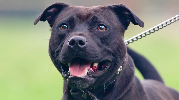 A Staffordshire Bull Terrier (stock image)