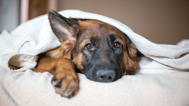 A dog in a bed