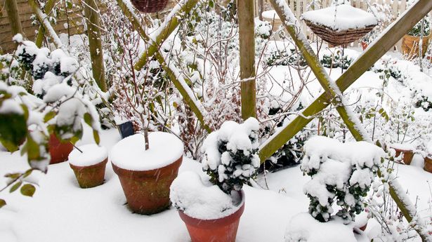 Heavy snow fall on containers patio trellis, winter at High Meadow in Cannock Wood Staffordshire England UK